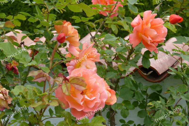 Rose Westerland Garden Wall Salmon Flower Beauty