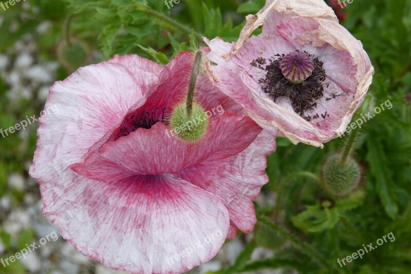 Poppy Poppy Capsule Withered Stamens Free Photos