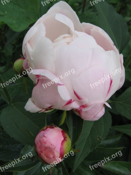 Peony White Bud Blossom Bloom