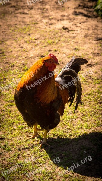 Cock Bird Village Grass Green