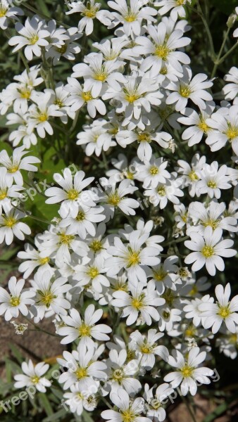 White Flowers Delicate Flowers Flower Veil Free Photos