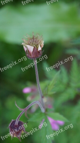 Water Avens Wildflowers Modest-looking Free Photos