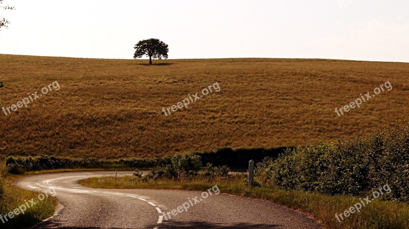 Against The Light Light Tree Road Turns