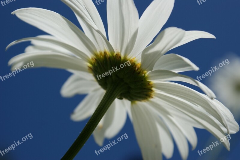 Daisy White Flower Sky Nature