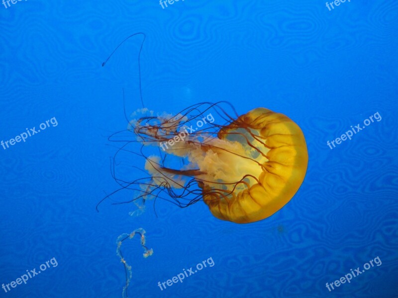 Jellyfish Blue Marine Animal Jellies