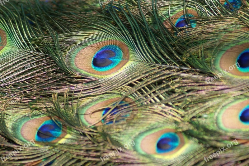 Peacock Feathers Peacock Feathers Feathered Bird