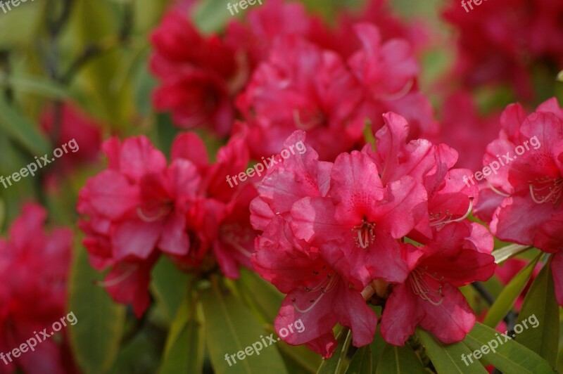 Flowers Pink Azalea Rhododendron Pink Azalea