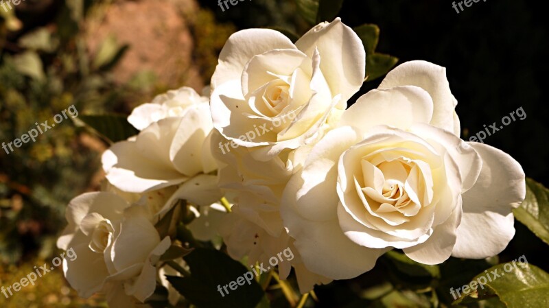 White Flower Pink White Roses Free Photos