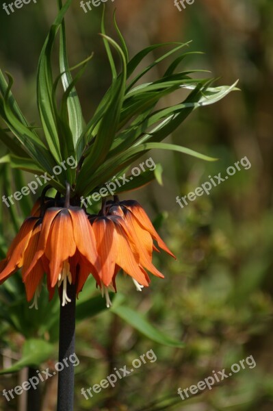 Flower Orange Blossom Plant Nature