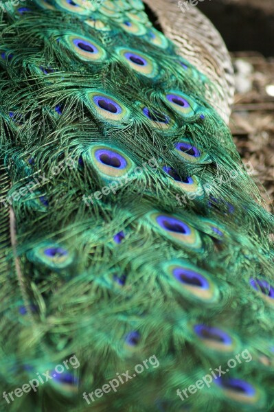 Peacock Tail Tail Feathers Bird Elegance