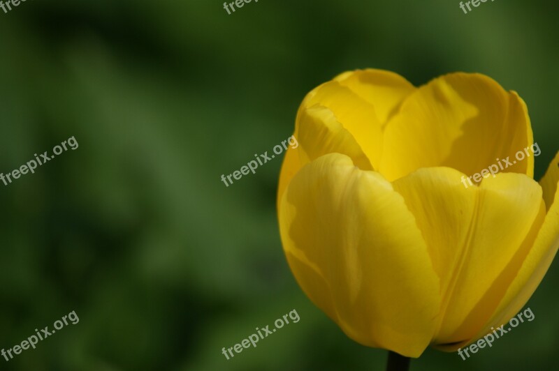 Tulip Yellow Flower Holland Nature