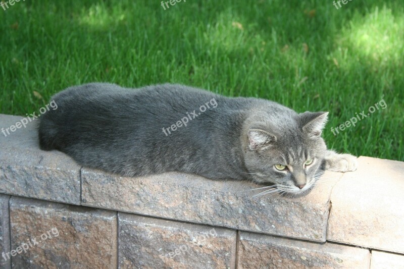 Cat Grey Pet Animal Domestic