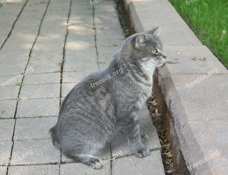 Cat Grey Pet No Tail Animal