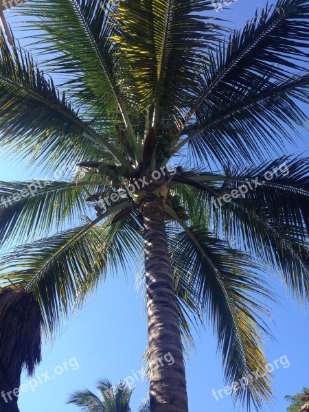 Palm Tree Palm Sky Tropical Free Photos