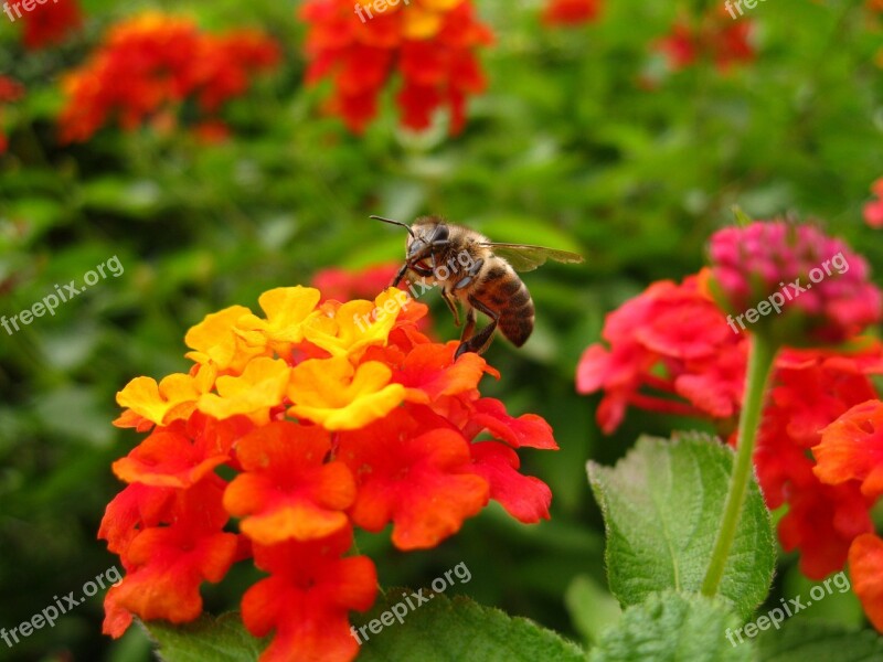 Lantana Bee Flower Insect Color