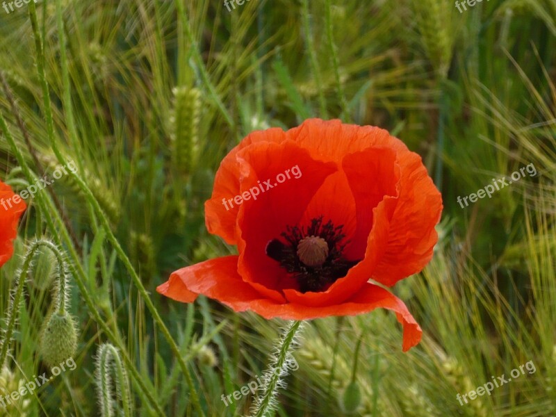 Klatschmohn Red Flower Free Photos