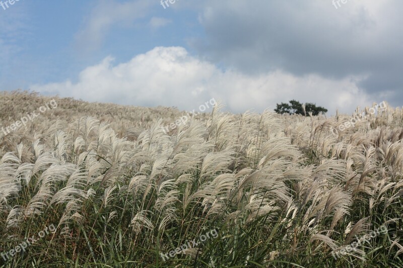 Reed Autumn Jeju Island Free Photos