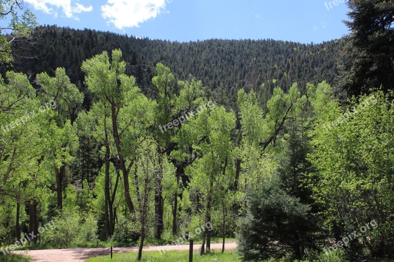 Summertime Green Nature Scenic Aspen Trees