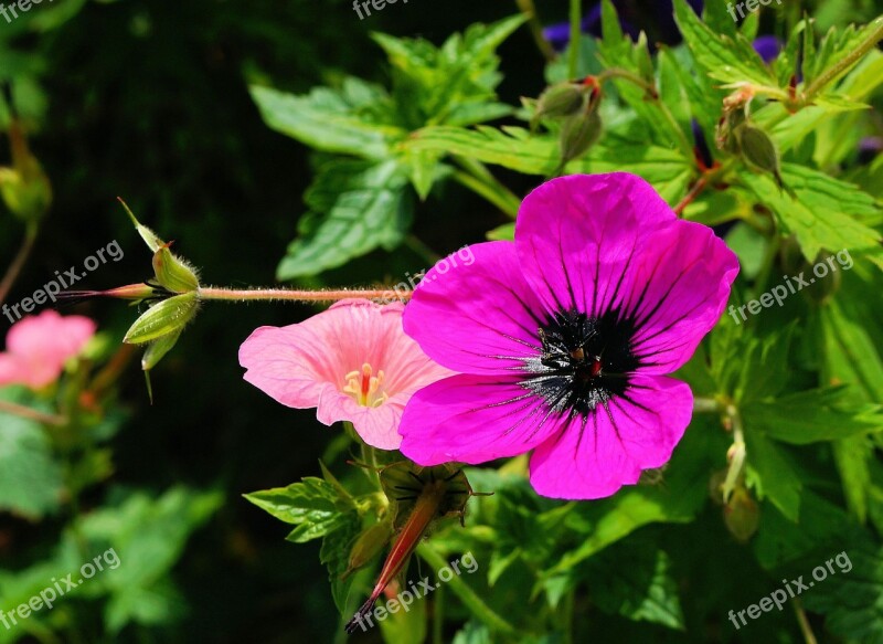 Flower Blossom Bloom Purple Flower Colorful