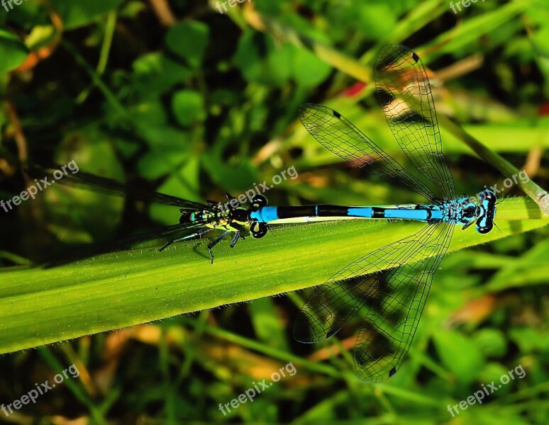 Dragonflies Pairing Couple Connectedness Light Blue