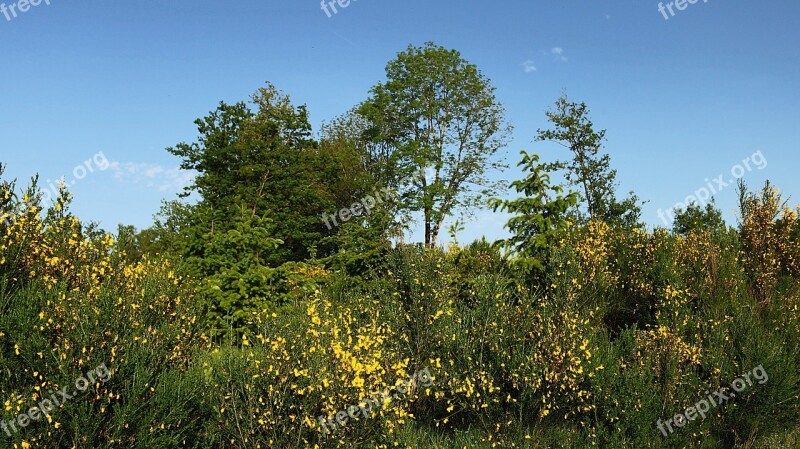 Trees Tree Landscape Field Nature