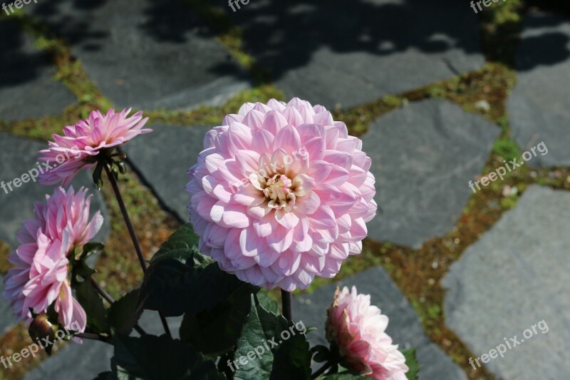 Pink Flower Garden Plant Flower Summer Free Photos