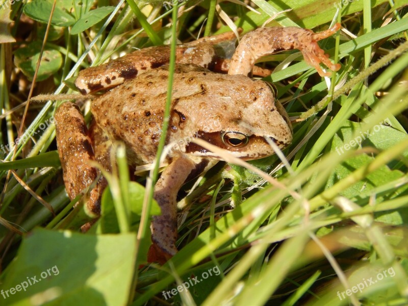 The Frog Animal Nature Free Photos