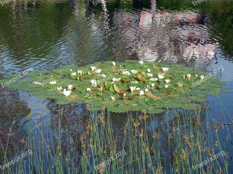 Water Lily Nuphar Blossom Bloom Aquatic Plant