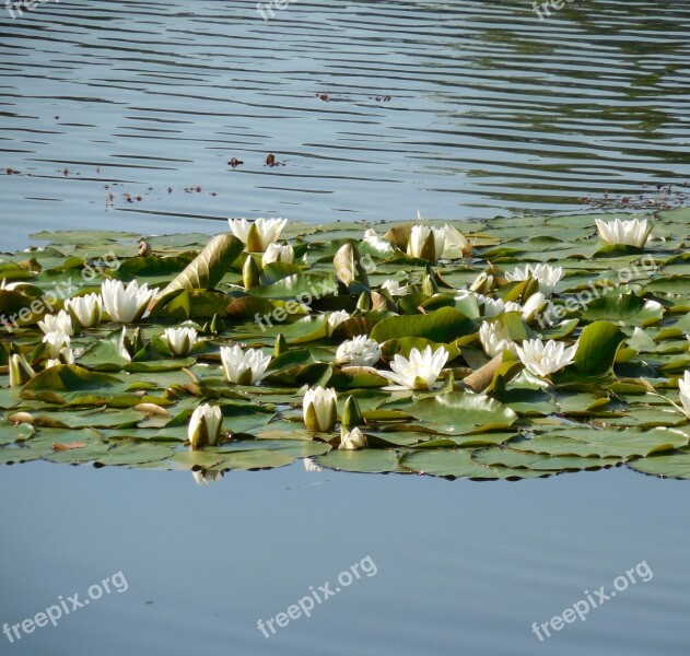 Water Lily Nuphar Blossom Bloom Aquatic Plant