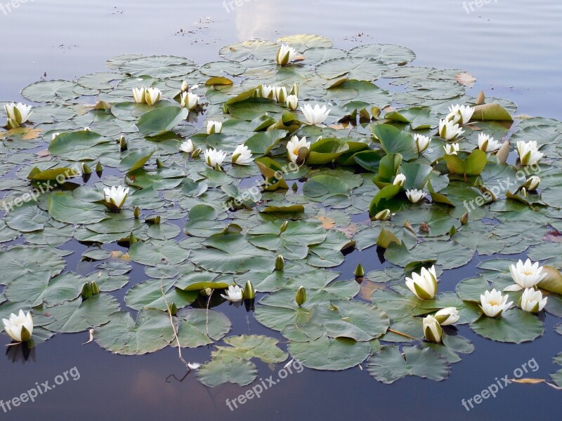 Water Lily Nuphar Blossom Bloom Aquatic Plant