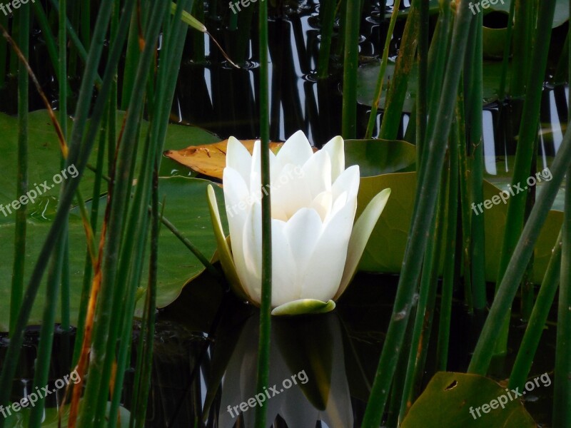 Water Lily Nuphar Blossom Bloom Aquatic Plant