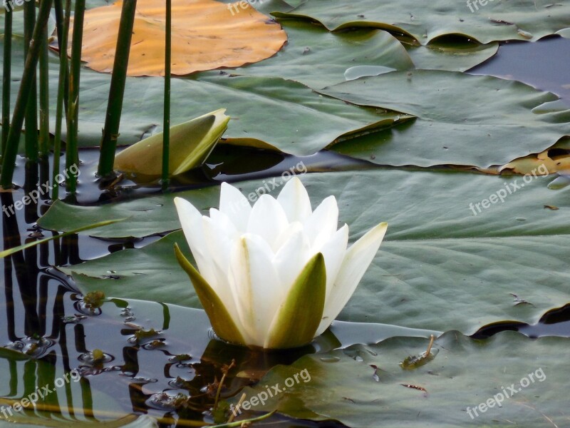 Water Lily Nuphar Blossom Bloom Aquatic Plant