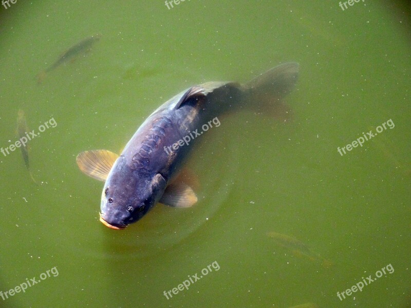 Carp Fish Lake Pond Water