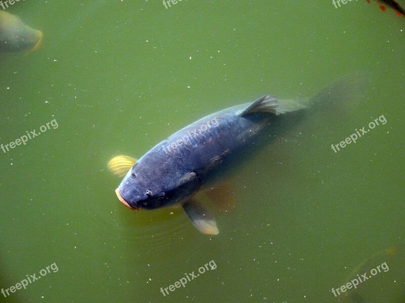 Carp Fish Lake Pond Water