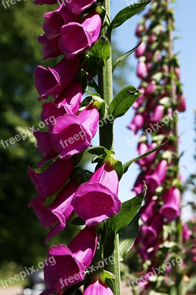 Flower Flowers Bells Clusters Digital