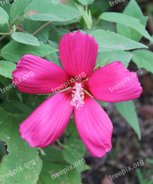 Hibiscus Flower Nature Free Photos