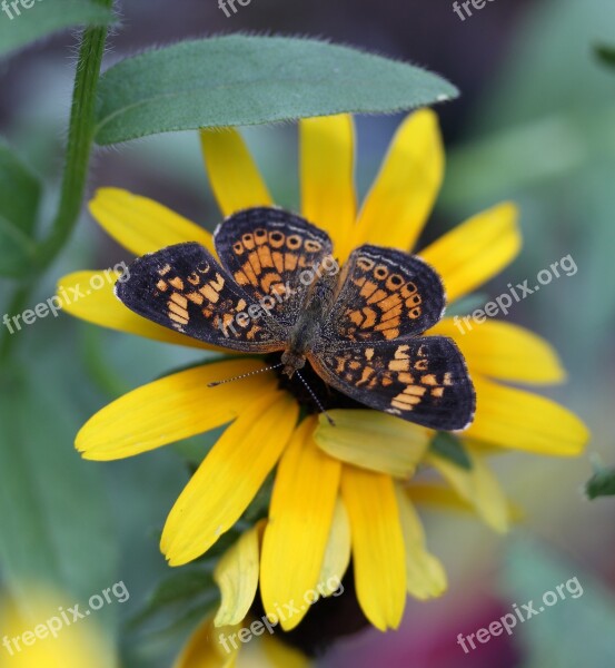 Butterfly Insects Flying Insect Free Photos