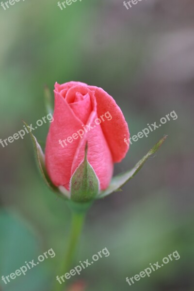 Pink Rose Rose Flower Nature Plant