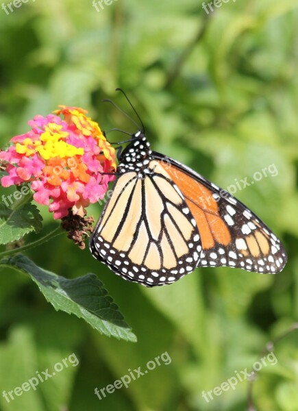 Monarch Butterfly Orange Yellow Insects