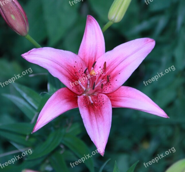 Flower Lily Plant Garden Pink