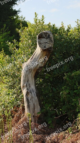 Tree Trunk Dead Tree Wood Green