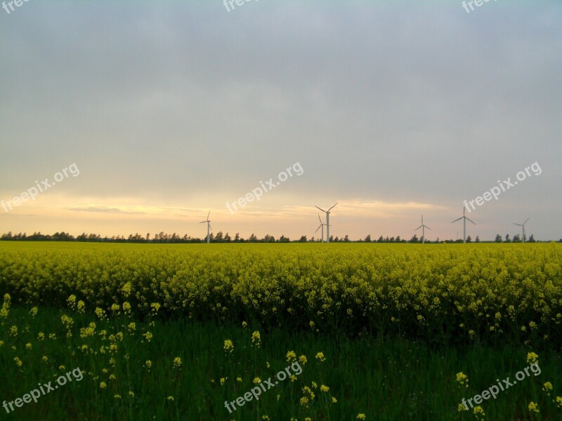 Oilseed Rape Field Of Rapeseeds Rügen Windmills Northern Germany