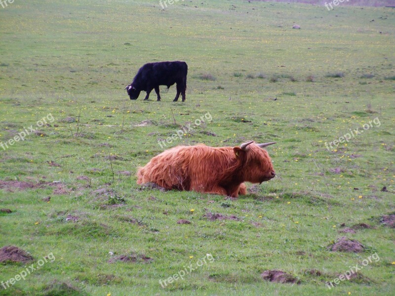 Scottish Highland Cow Cattle Cows Rügen Cow