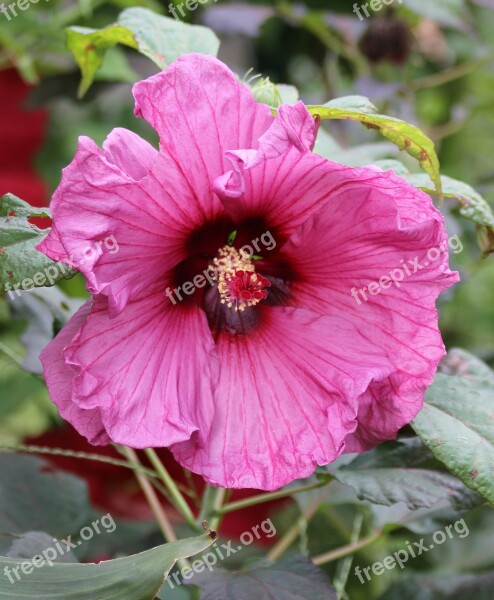 Hibiscus Plant Flower Free Photos