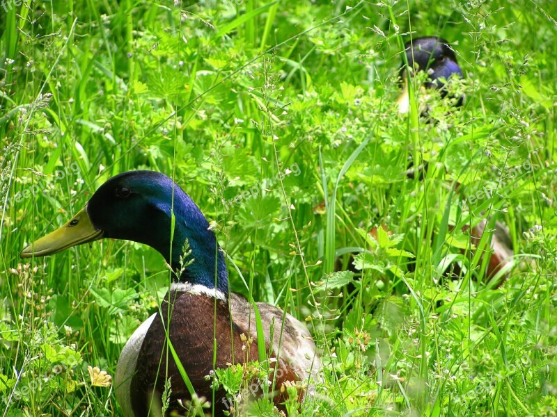 Duck Water Bird Bird Wild Bird Poultry