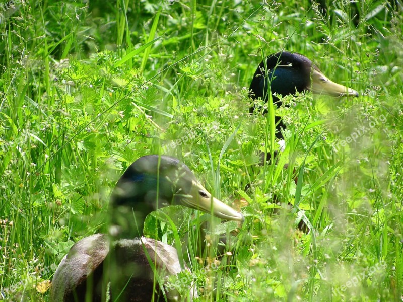 Duck Water Bird Bird Wild Bird Poultry