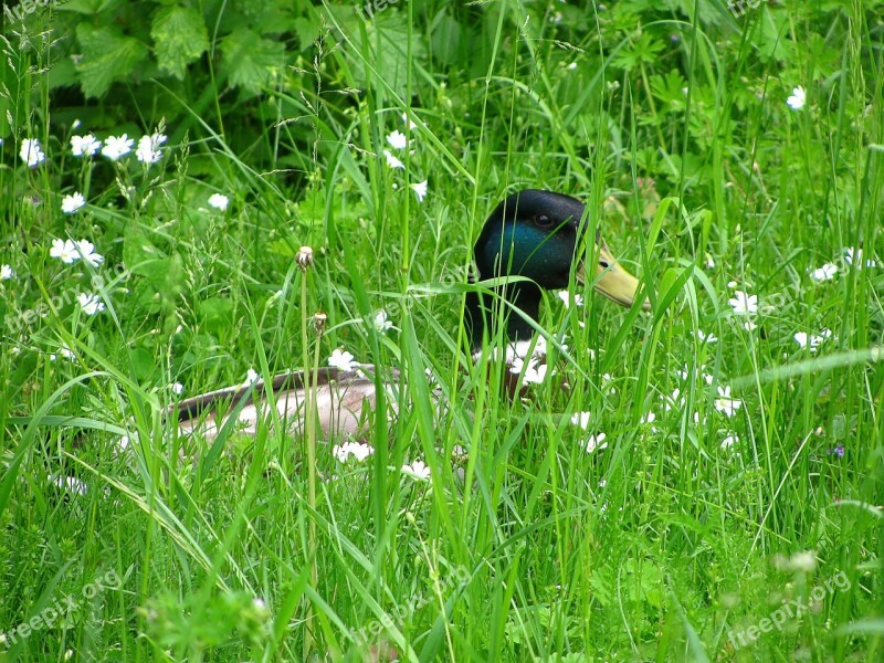 Duck Water Bird Bird Wild Bird Poultry