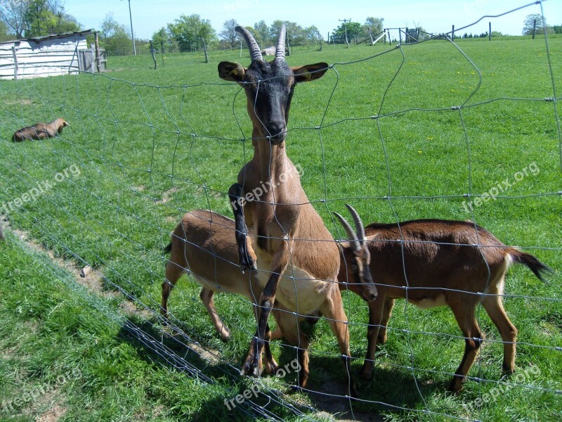 Animals Goats Pasture Fence Free Photos