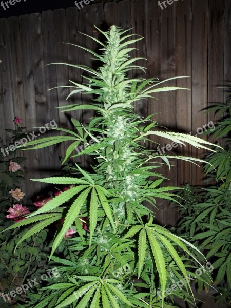 Cannabis Weed Marijuana Ganja Grow Plant