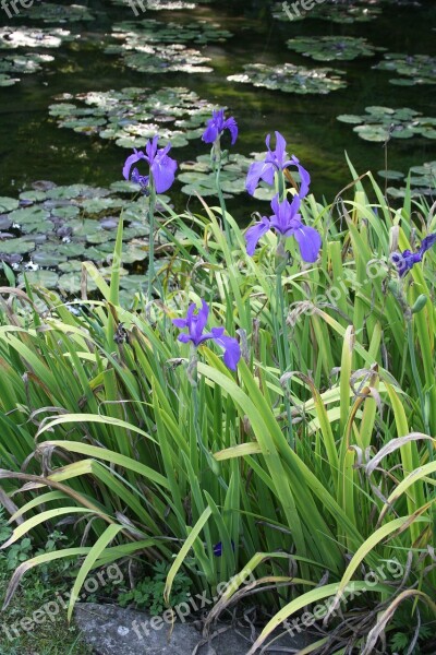 Flowers Pond Botanical Garden Verbania Lago Maggiore